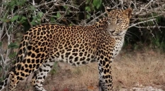 Dálný východní leopard